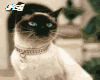 siamese cats