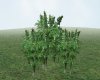 green shrub