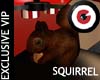 Squirrel
