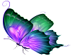 Vibrancy Butterfly 3