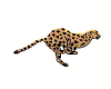 Leopard Animated