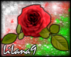 *LL* Red Rose enhancer