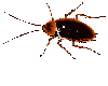 CockRoach