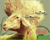 {HD} Eid Sa3eed