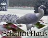 Snow Peacock