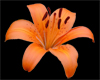 Tiigerlilly