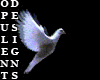 White Dove Flight
