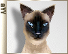 aYY-cool animated siamese cat
