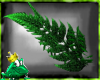 QF^Pandora Fern Bush