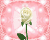Love Roses Sticker