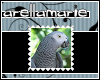African Grey Sticker