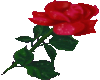Red Rose Sticker