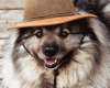 LATIN DOG