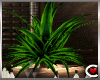 Shimmer: Bar