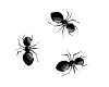 walking black ant
