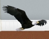 Bald Eagle 2