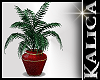 Kali Potted Plant