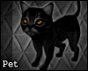 [TLZ]Little black kitten