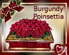 Burgundy Poinsettia