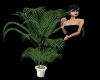 LargePlantC2