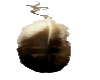 eagle feather