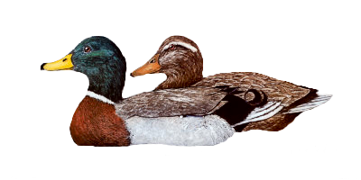 sticker_5746231_47074768
