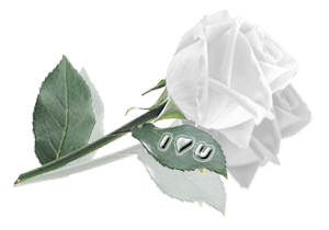 sticker_23907686_33799677