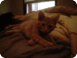 sticker_29559036_39985577