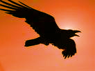 sticker_15657462_37897507