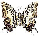 sticker_30676001_47594325