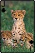 sticker_13712172_41208678