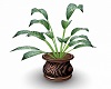 B's potted plant