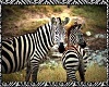 Zebras