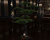 Japanese Pine Planter