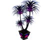 Neon kiss Plant