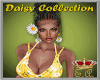Daisy Collection Bundle