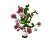 Animated Roses in Vase