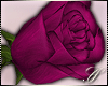 SC: Rose |Pink