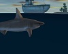 Shark !! ride 4 free