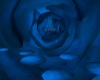 Rosa Blu Sulle Nuvole