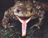 Frog w/long tongue
