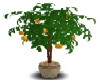 *J* Orange Tree