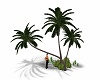 Last Island Palm Trees