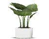 Potted House Plant