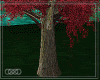  Akiba tree red