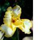 [SH11]Yellow Iris