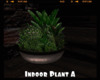 *Indoor Plant A