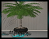 Potted Palm