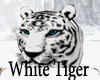 {MA}White Tiger-MM