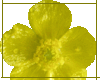 Yellow Flower-pic inside